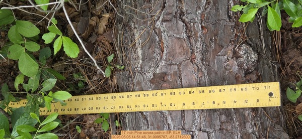 17 inch Pine across path, 2026:05:05 14:51:46, 31.0095707, -83.2712600