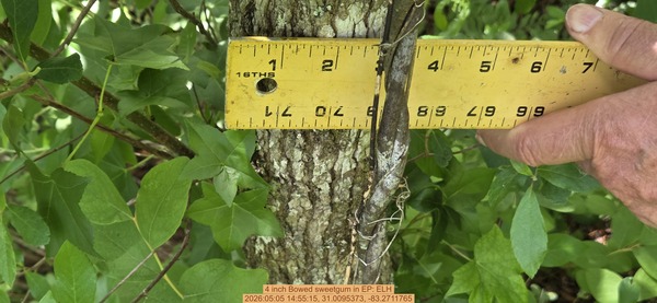 4 inch Bowed sweetgum, 2026:05:05 14:55:15, 31.0095373, -83.2711765