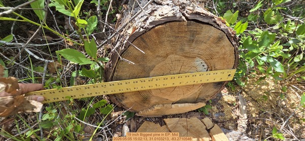 19 inch Biggest pine, 2026:05:05 15:02:13, 31.0103213, -83.2710546