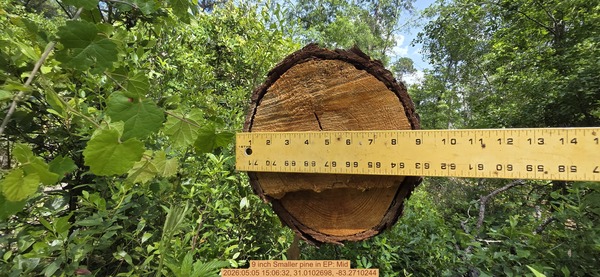9 inch Smaller pine, 2026:05:05 15:06:32, 31.0102698, -83.2710244
