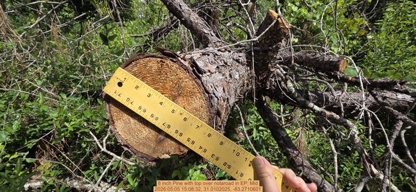 8 inch Pine with top over notaroad, 2026:05:05 15:08:32, 31.0102025, -83.2710601