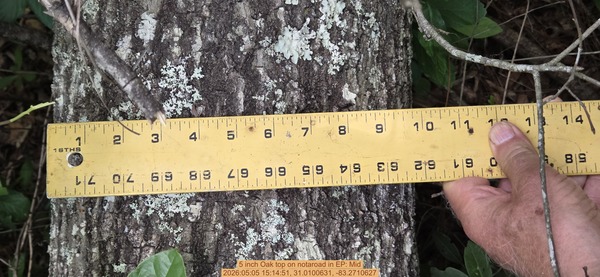 5 inch Oak top on notaroad, 2026:05:05 15:14:51, 31.0100631, -83.2710627