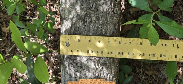 8 inch Top oak, 2026:05:05 15:21:04, 31.0101225, -83.2711664