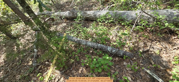 [4 inch Small oak, 2026:05:05 15:44:04, 31.0120265, -83.2710655]