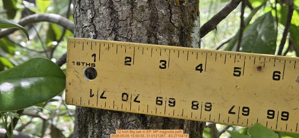 12 inch Big oak, 2026:05:05 15:50:55, 31.0121287, -83.2710418