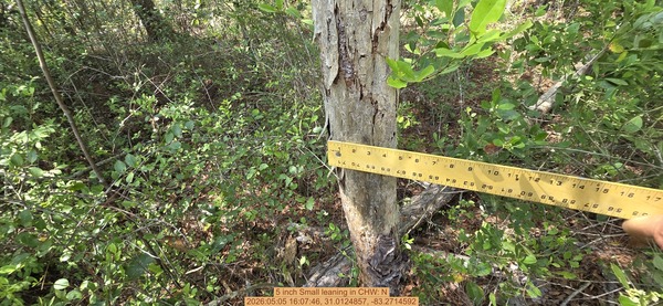 5 inch Small leaning, 2026:05:05 16:07:46, 31.0124857, -83.2714592