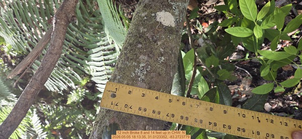12 inch Broke 8 and 14 feet up, 2026:05:05 18:13:35, 31.0123352, -83.2723779
