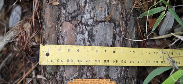 12 inch Big pine down, 2026:05:08 10:53:03, 31.0095300, -83.2741675