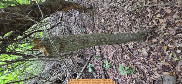 4 inch Brokrn oak 5.5 feet up, 2026:05:08 11:25:49, 31.0095059, -83.2749538