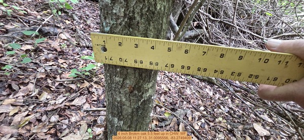 4 inch Brokrn oak 5.5 feet up, 2026:05:08 11:27:13, 31.0095556, -83.2749409