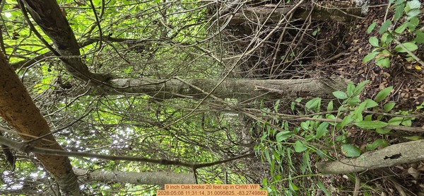 9 inch Oak broke 20 feet up, 2026:05:08 11:31:14, 31.0095825, -83.2749862
