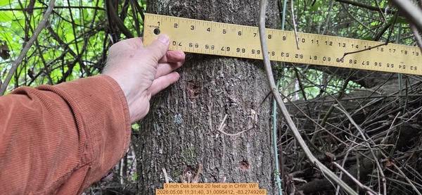 9 inch Oak broke 20 feet up, 2026:05:08 11:31:40, 31.0095412, -83.2749268