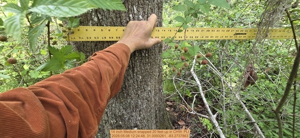 14 inch Medium snapped 20 feet up, 2026:05:08 12:24:48, 31.0093261, -83.2737863