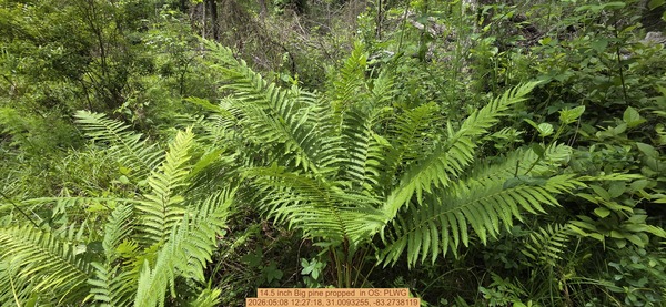 [14.5 inch Big pine propped , 2026:05:08 12:27:18, 31.0093255, -83.2738119]