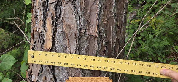 14.5 inch Big pine propped , 2026:05:08 12:57:56, 31.0068482, -83.2746624