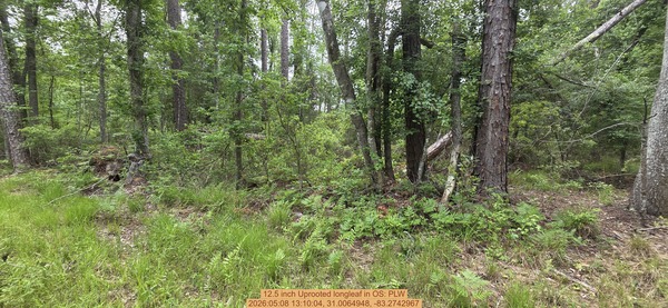[12.5 inch Uprooted longleaf, 2026:05:08 13:10:04, 31.0064948, -83.2742967]