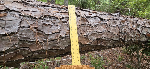 14 inch Broken loblolly, 2026:05:08 13:14:57, 31.0063149, -83.2742133