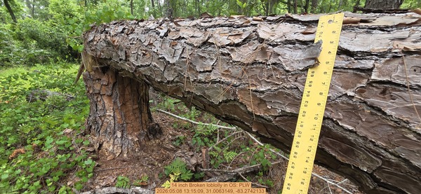 14 inch Broken loblolly, 2026:05:08 13:15:09, 31.0063149, -83.2742133