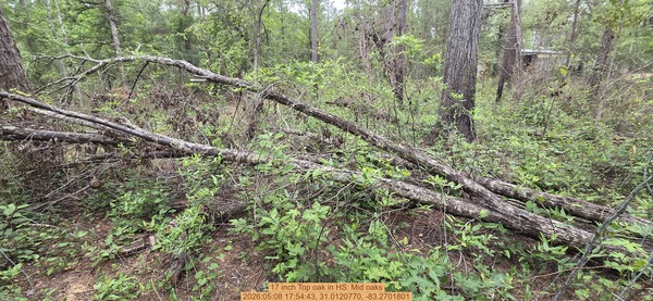 [17 inch Top oak, 2026:05:08 17:54:43, 31.0120770, -83.2701801]