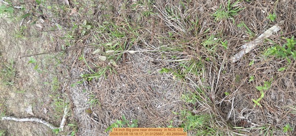 [14 inch Big pine near driveway , 2026:05:08 18:18:17, 31.0125667, -83.2669448]