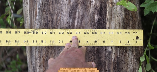14 inch Big pine near driveway , 2026:05:08 18:20:20, 31.0125149, -83.2669455