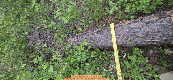 13 inch Bottom pine, 2026:05:08 18:30:03, 31.0124283, -83.2668468