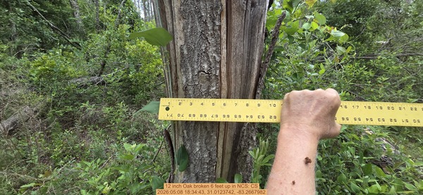 12 inch Oak broken 6 feet up, 2026:05:08 18:34:43, 31.0123742, -83.2667982