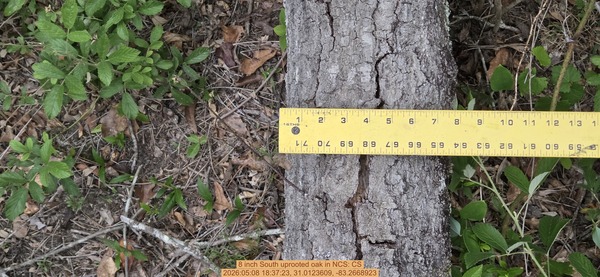 8 inch South uprooted oak, 2026:05:08 18:37:23, 31.0123609, -83.2668923