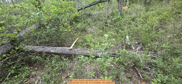 8 inch South uprooted oak, 2026:05:08 18:37:36, 31.0123609, -83.2668923