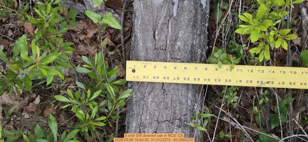 8 inch SW downed oak, 2026:05:08 18:40:30, 31.0123270, -83.2669230