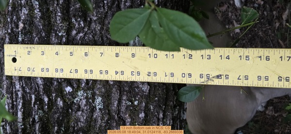 13 inch Bottom oak, 2026:05:08 18:49:04, 31.0124118, -83.2669336