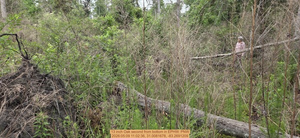 [13 inch Oak second from bottom, 2026:05:09 11:02:36, 31.0081678, -83.2691209]