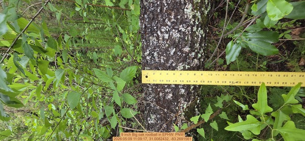 9 inch Big oak rootball, 2026:05:09 11:09:17, 31.0082432, -83.2691561