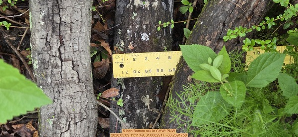 [5 inch Bottom oak, 2026:05:09 11:11:49, 31.0082917, -83.2691758]