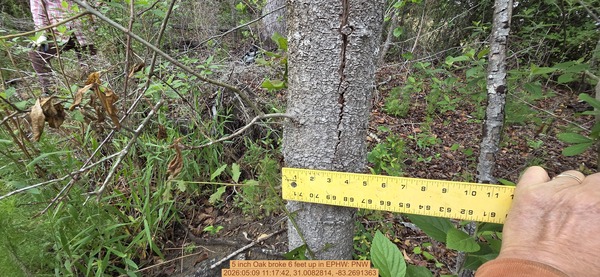 5 inch Oak broke 6 feet up, 2026:05:09 11:17:42, 31.0082814, -83.2691363