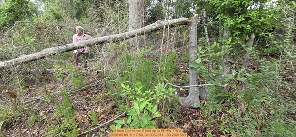 5 inch Oak broke 6 feet up, 2026:05:09 11:17:50, 31.0082814, -83.2691363