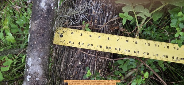 7 inch Uprooted oak under snapped oak, 2026:05:09 11:20:58, 31.0082856, -83.2691418