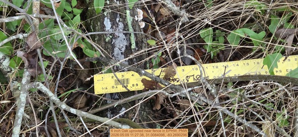 6 inch Oak uprooted near fence, 2026:05:09 11:27:38, 31.0084098, -83.2690296