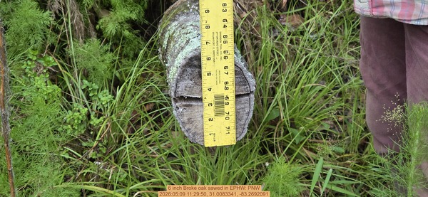 6 inch Broke oak sawed, 2026:05:09 11:29:50, 31.0083341, -83.2692091