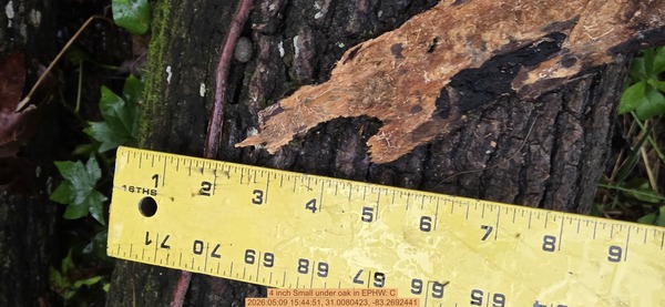 4 inch Small under oak, 2026:05:09 15:44:51, 31.0080423, -83.2692441
