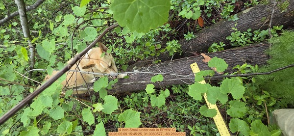 4 inch Small under oak, 2026:05:09 15:45:25, 31.0080577, -83.2692659