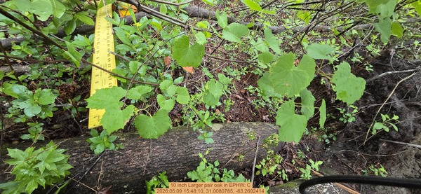 10 inch Larger pair oak, 2026:05:09 15:48:10, 31.0080785, -83.2692414