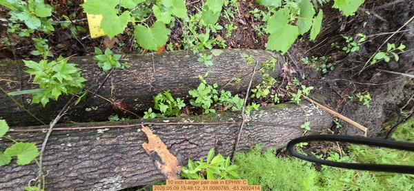 10 inch Larger pair oak, 2026:05:09 15:48:12, 31.0080785, -83.2692414