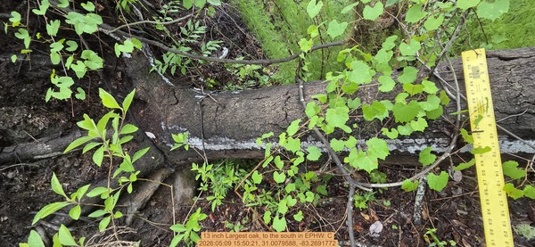 13 inch Largest oak, to the south, 2026:05:09 15:50:21, 31.0079588, -83.2691772