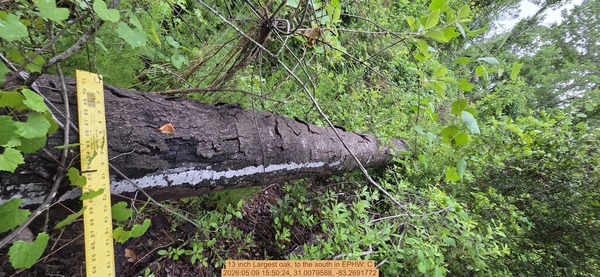 13 inch Largest oak, to the south, 2026:05:09 15:50:24, 31.0079588, -83.2691772