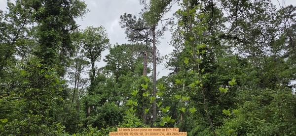 12 inch Dead pine on north, 2026:05:09 15:59:18, 31.0080174, -83.2692113