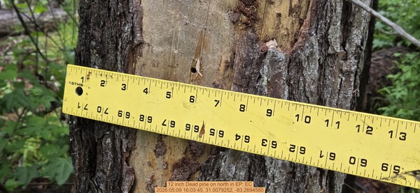 12 inch Dead pine on north, 2026:05:09 16:03:45, 31.0079252, -83.2694580