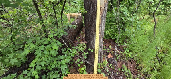 16 inch North snapped pine, 2026:05:09 16:11:03, 31.0080448, -83.2694523