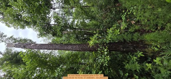 16 inch North snapped pine, 2026:05:09 16:15:49, 31.0080081, -83.2693854