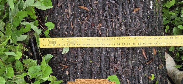 [24 inch Big oak, 2026:05:09 17:48:09, 31.0088238, -83.2692573]